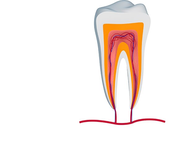 Animation of the inside of the tooth
